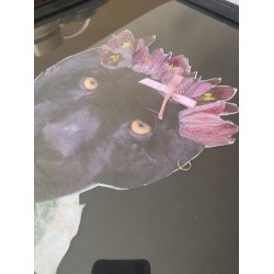 Black Panther i glasramme